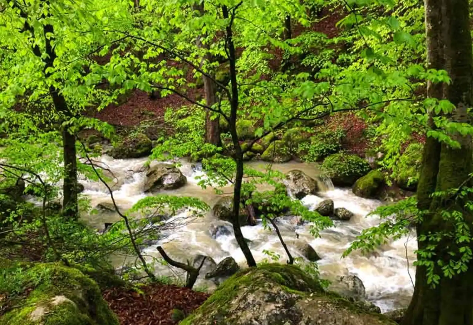 راهنمای سفر به جنگل راش سوادکوه و مسیر سنگده در پاییز