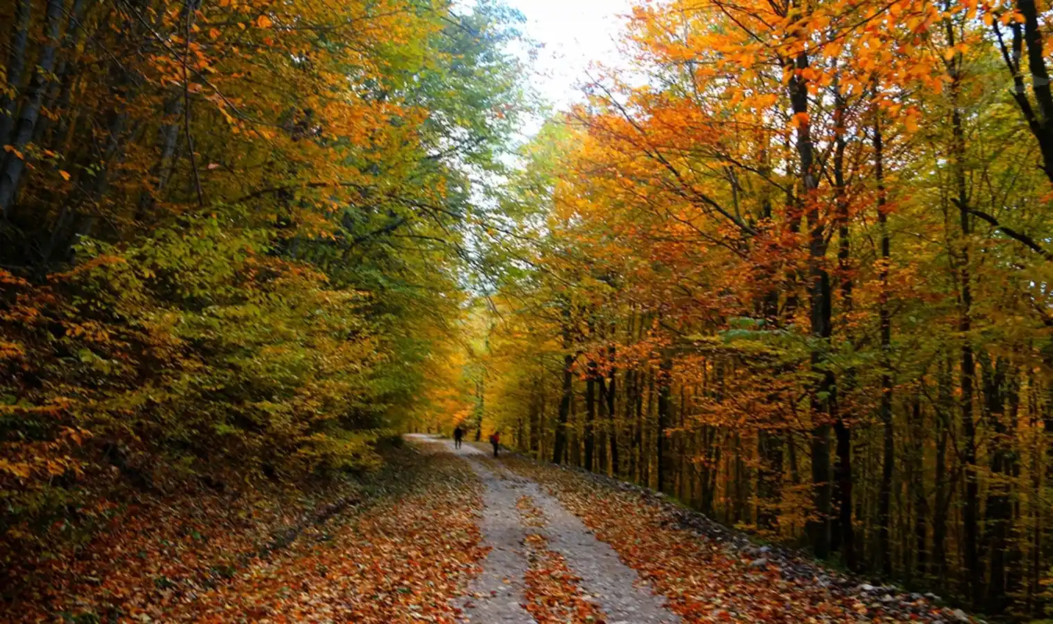 راهنمای سفر به جنگل راش سوادکوه و مسیر سنگده در پاییز