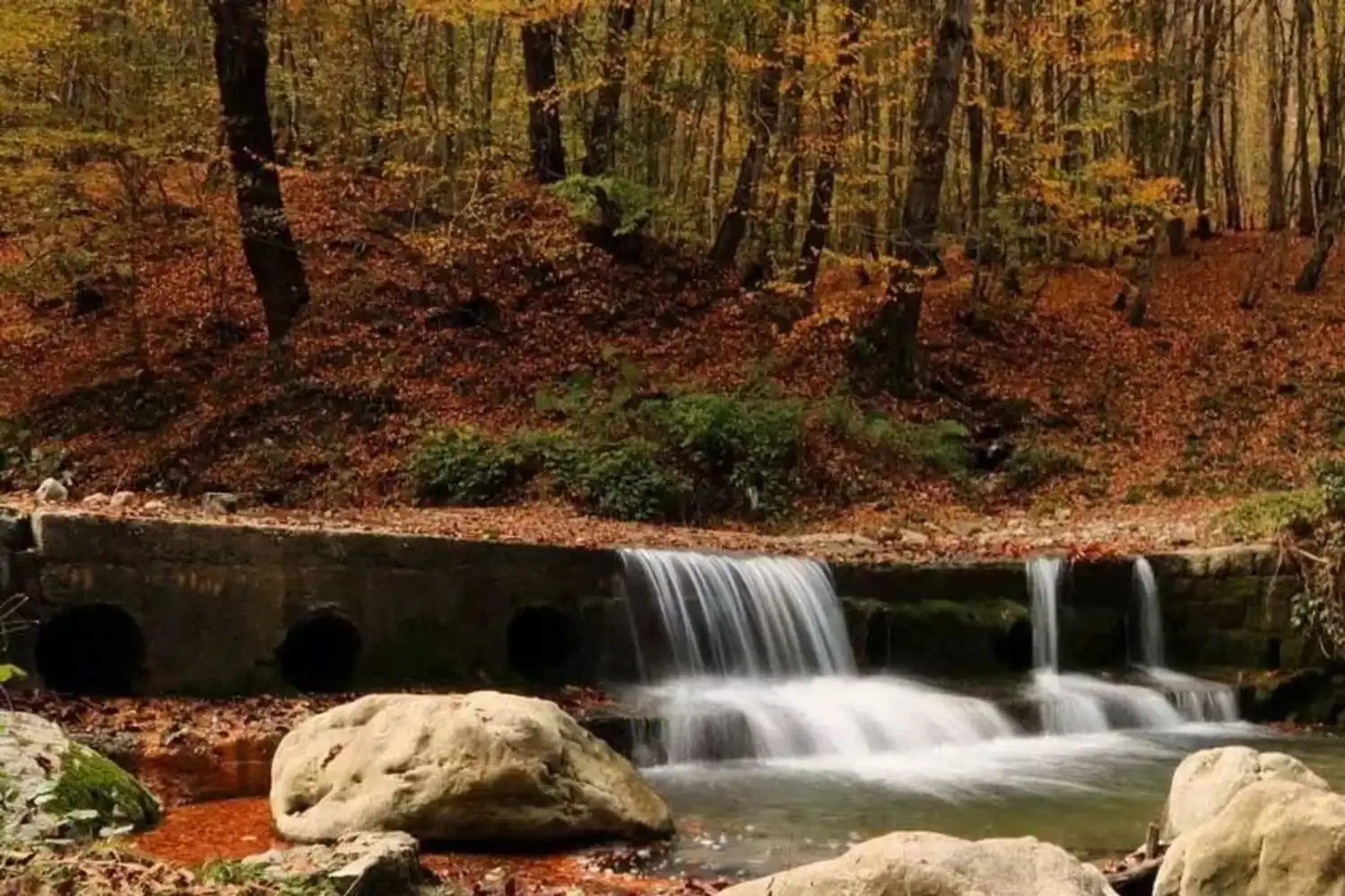 راهنمای سفر به جنگل راش سوادکوه و مسیر سنگده در پاییز